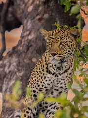 leopard in the tree