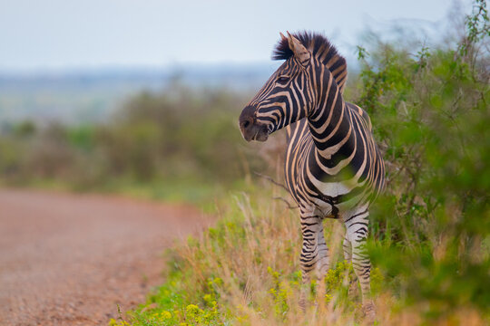 zebra in the grass