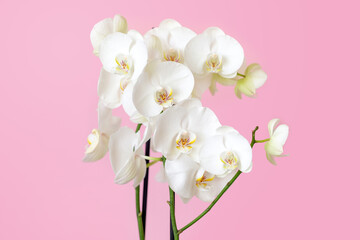 Fototapeta na wymiar Blossoming phalaenopsis orchid against pastel pink colored background