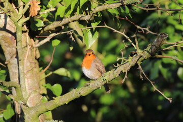 A stunning portrait of a single Robin Redbreast in the forest. These birds are popular at Christmas time and often found on the front of holiday greeting cards.