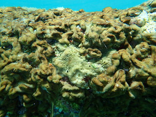 Naklejka na ściany i meble Variable loggerhead sponge (Ircinia variabilis) undersea, Aegean Sea, Greece, Halkidiki
