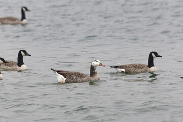 Hybrid between a Canada goose and a Greylag Goose wintering on the Rhine, France