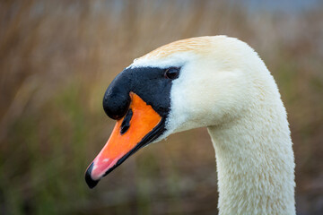 Close up of the head of a white swan