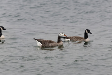 Hybrid between a Canada goose and a Greylag Goose wintering on the Rhine, France