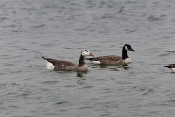 Hybrid between a Canada goose and a Greylag Goose wintering on the Rhine, France