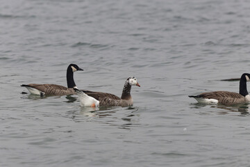 Hybrid between a Canada goose and a Greylag Goose wintering on the Rhine, France