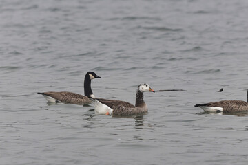 Hybrid between a Canada goose and a Greylag Goose wintering on the Rhine, France