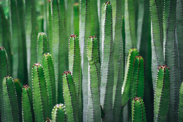 Close up, macro bush of cactus euphorbia canariensis. Perfectly straight branches of an evergreen plant peyote. Detailed high quality image. Endemic flora. Tenerife. Canary Islands, Spain.