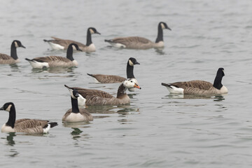 Hybrid between a Canada goose and a Greylag Goose wintering on the Rhine, France