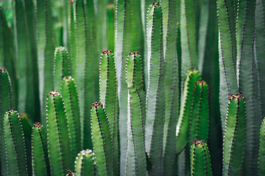Close up, macro bush of cactus euphorbia canariensis. Perfectly straight branches of an evergreen plant peyote. Detailed high quality image. Endemic flora. Tenerife. Canary Islands, Spain.