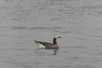 Hybrid between a Canada goose and a Greylag Goose wintering on the Rhine, France