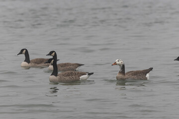 Hybrid between a Canada goose and a Greylag Goose wintering on the Rhine, France