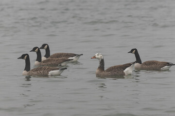 Hybrid between a Canada goose and a Greylag Goose wintering on the Rhine, France