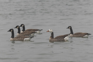 Hybrid between a Canada goose and a Greylag Goose wintering on the Rhine, France