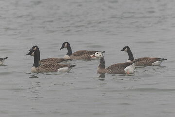 Hybrid between a Canada goose and a Greylag Goose wintering on the Rhine, France