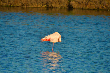 Flamingos in der Camargue in Frankreich