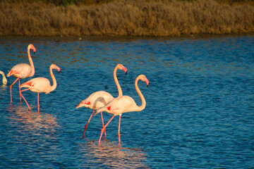 Flamingos in der Camargue in Frankreich