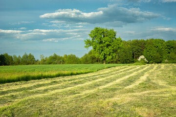Mowed green meadow in the picturesque eastern Poland