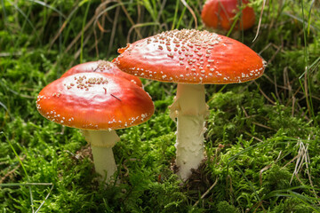 Gruppe von Fliegenpilzen im Moos