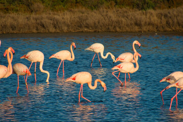 Flamingos in der Camargue in Frankreich