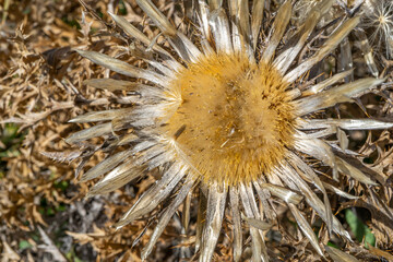 Dry inflorescences, Cirsium vulgare. Natural background of autumn in beige tones. Macro close-up. Hight quality photo