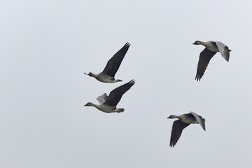 Bean goose Anser fabalis in flight wintering on the Rhine, France