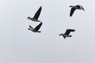Bean goose Anser fabalis in flight wintering on the Rhine, France