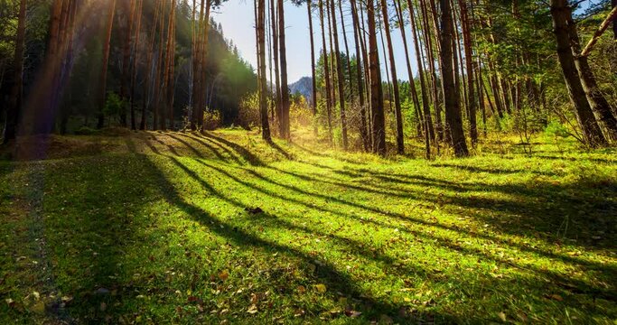 Mountain evergreen pine tree forest time lapse at the summer or autumn time. Wild nature, clear water and rural valley. Sun rays, small creek and yellow grass. Motorised dolly slider movement