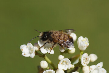 Red mason bee (Osmia bicornis) with Parasite mites Chaetodactylus osmiae on flowers of Laurustinus...