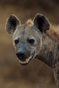 hyena in the savannah
