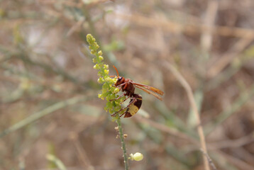 The Oriental hornet - Vespa orientalis