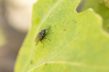 Diptera Fly sitting on a leave or feeding on ripe fruit during autumn in Alsace, France