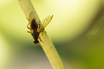 Diptera Fly sitting on a leave or feeding on ripe fruit during autumn in Alsace, France