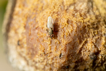 Diptera Fly sitting on a leave or feeding on ripe fruit during autumn in Alsace, France