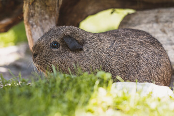 Meerschweinchen | Glatthaar