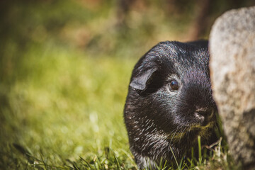 Meerschweinchen | Glatthaar