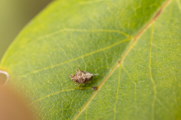 Diptera Fly sitting on a leave or feeding on ripe fruit during autumn in Alsace, France
