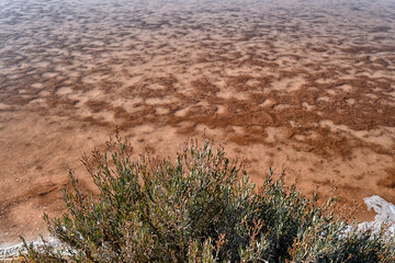 flower of salt, flor de sal in Portuguese in the salt marsh of Olhao, Algarve, Portugal
