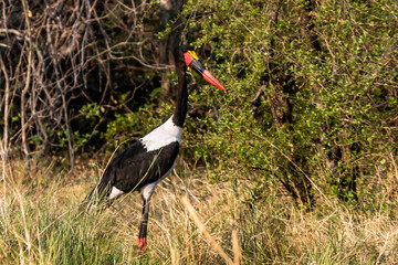Saddle billed stork near the river Moremi botswana