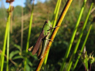 Grasshopper on the grass