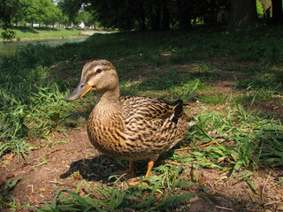 Duck in the grass