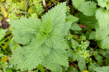 Urticaceae Nettle Urtica in close view