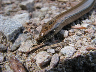 close up of a snake in the nature