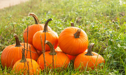 Many ripe orange pumpkins on green grass outdoors, space for text