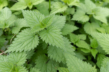 Urticaceae Nettle Urtica in close view