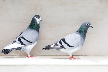 couples of homing pigeon in home loft - 547670092