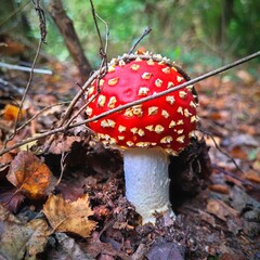 Champignon rouge