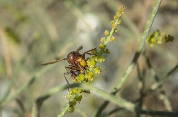 The Oriental hornet - Vespa orientalis