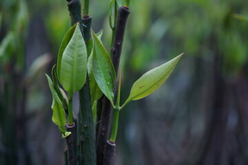 Mangrove seeds, young mangrove in the field. The natural beauty of the mangrove forest