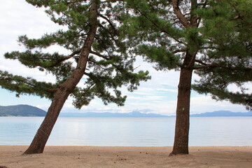 Fototapeta na wymiar 琵琶湖の松の木